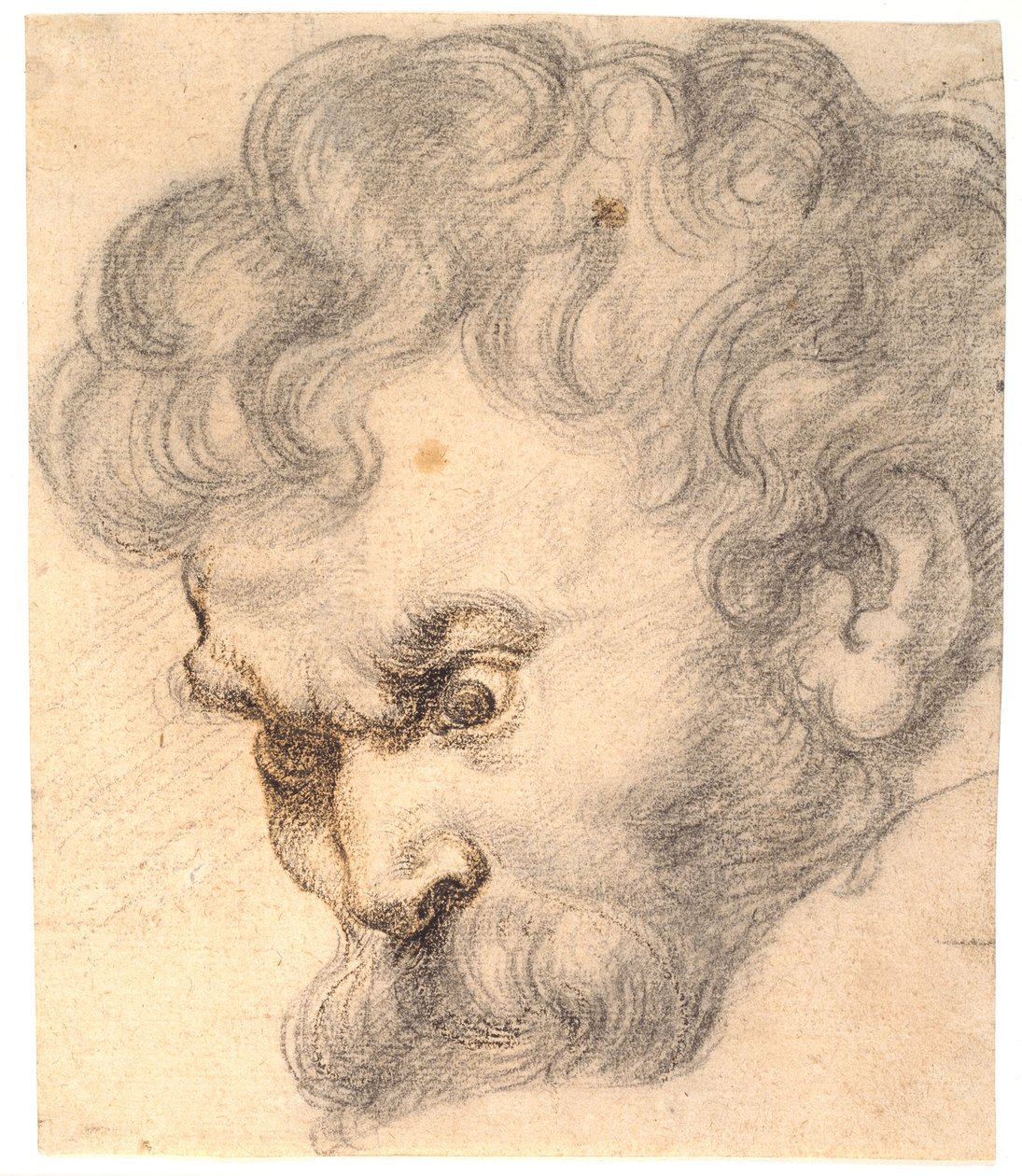 Estudo de "Sansão e o leão". O rosto de Sansão de Peter Paul Rubens