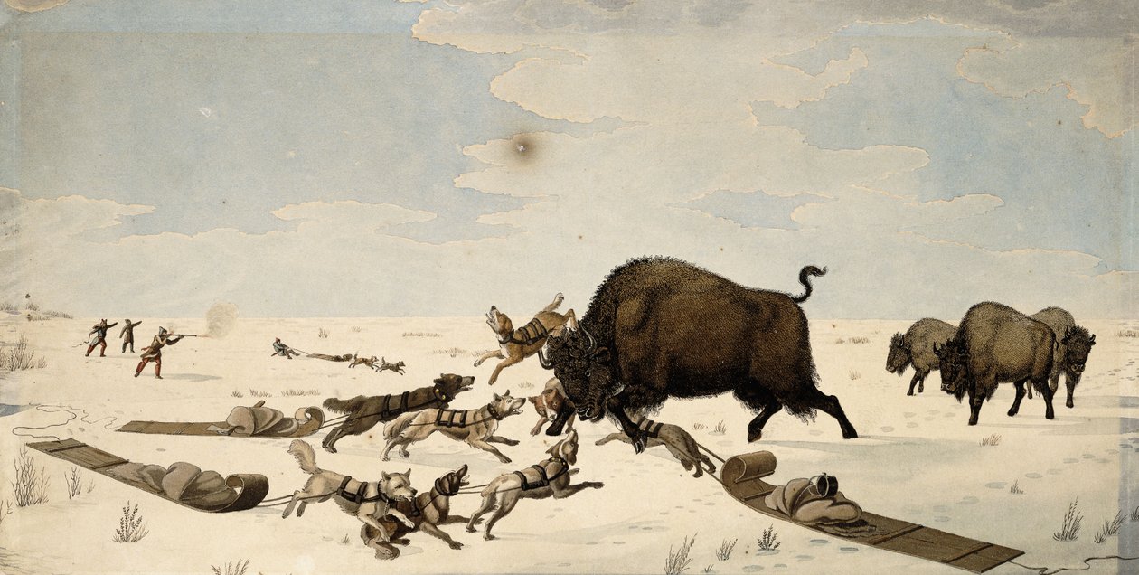 Caça ao búfalo, c.1822-1824 de Peter Rindisbacher