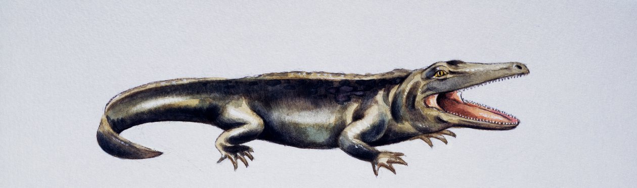 Cyclotosaurus sp, Mastodonsauridae, Triásico Superior, Obra de arte de Peter Ross
(foto) de Peter Ross