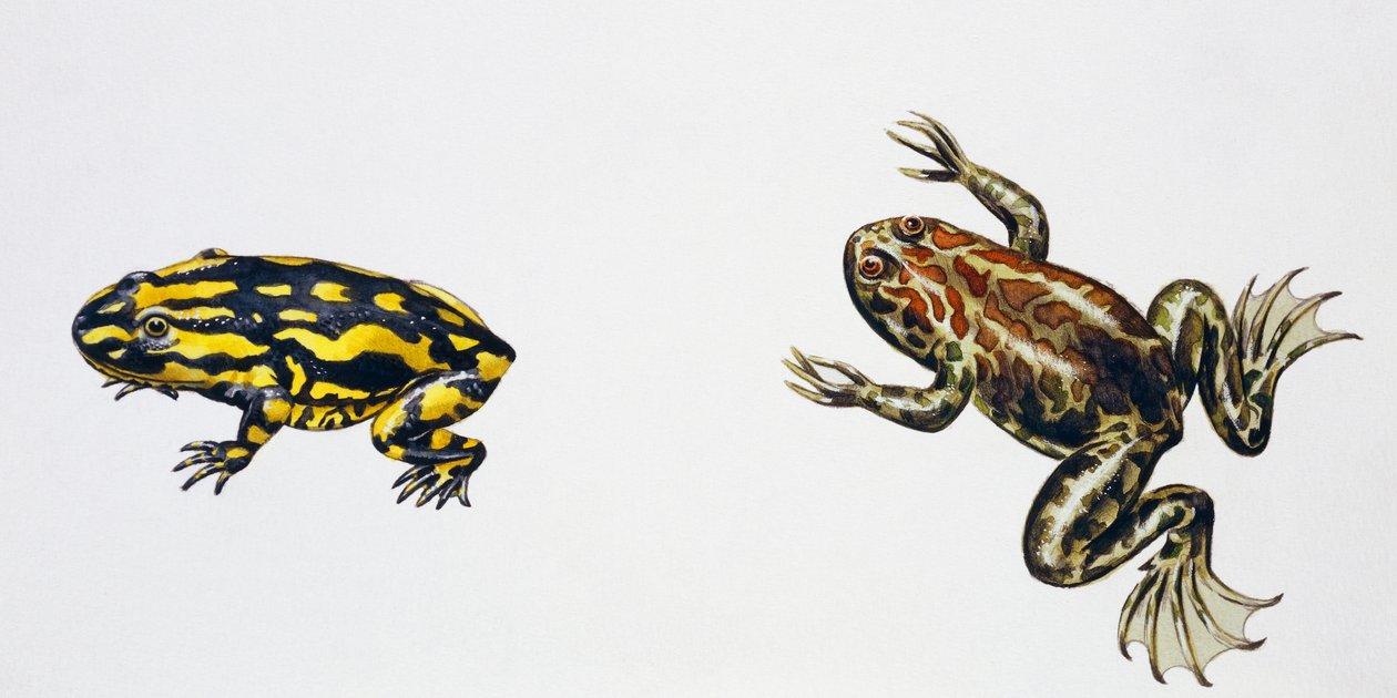 Triadobatrachus massinoti e Palaeobatrachus sp, Obra de arte de Peter Ross
(foto) de Peter Ross