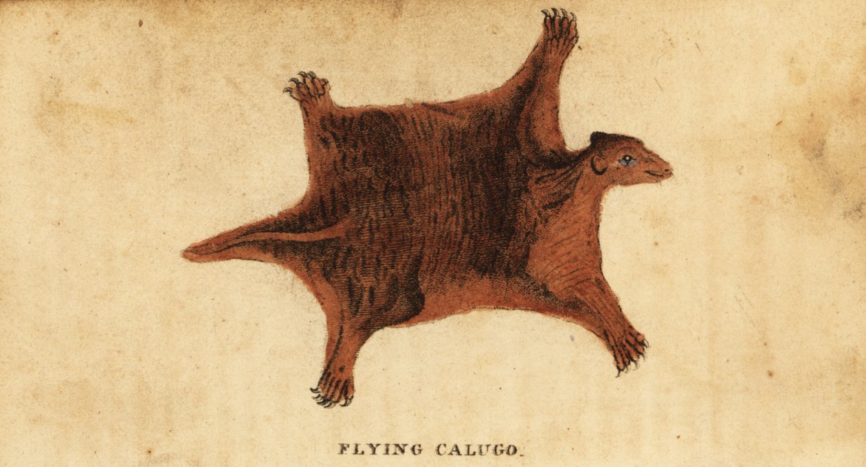 Lêmure voador filipino, Cynocephalus volans.,1800 (gravura) de Peter Simon Pallas