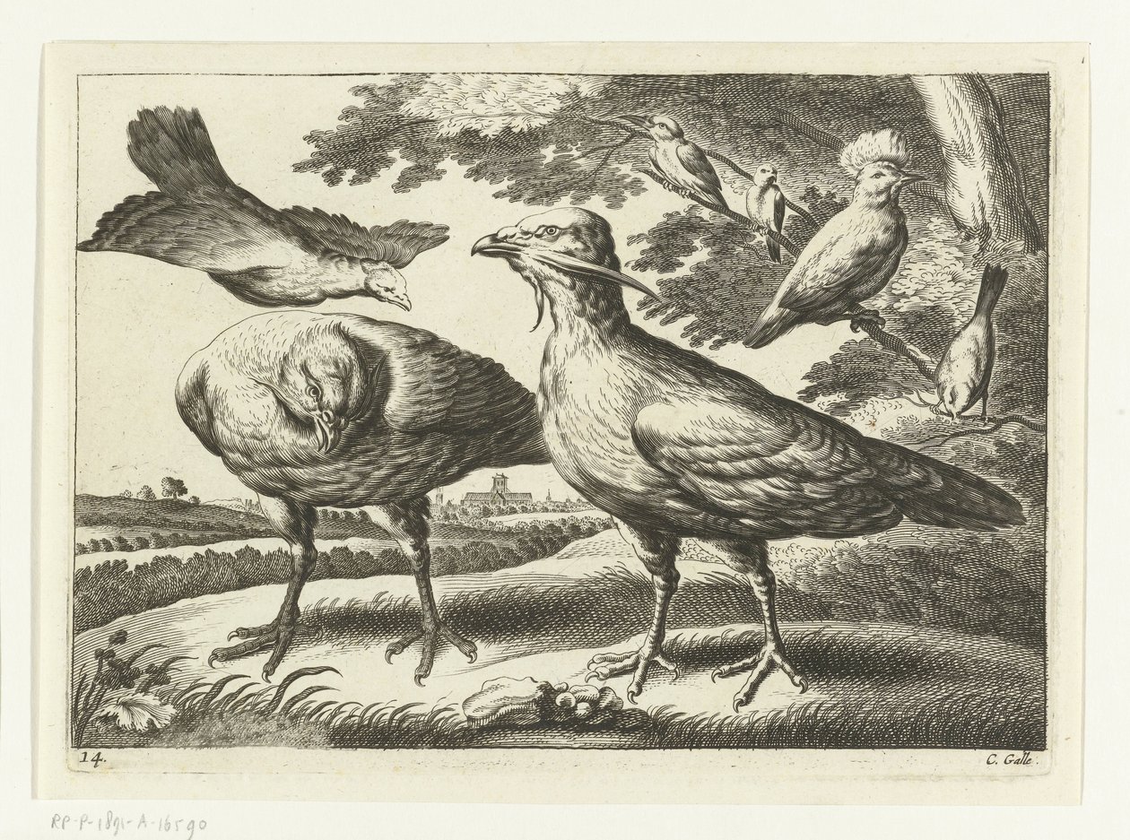 Abetardas e uma cacatua
Diversarum avium species (título da série)
Várias aves (título da série) de Peter van Liesebetten