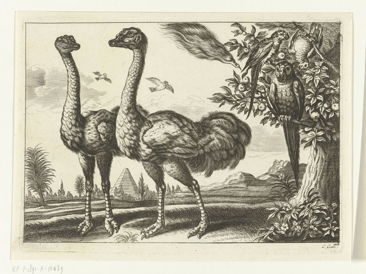 Duas avestruzes
Diversarum avium species (título da série)
Várias aves (título da série) de Peter van Liesebetten