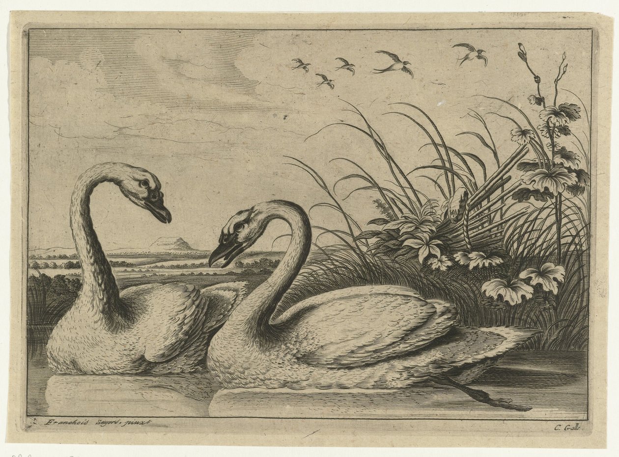 dois cisnes Espécies Diverversarum avium (título da série) Pássaros diferentes (título da série) de Peter van Liesebetten