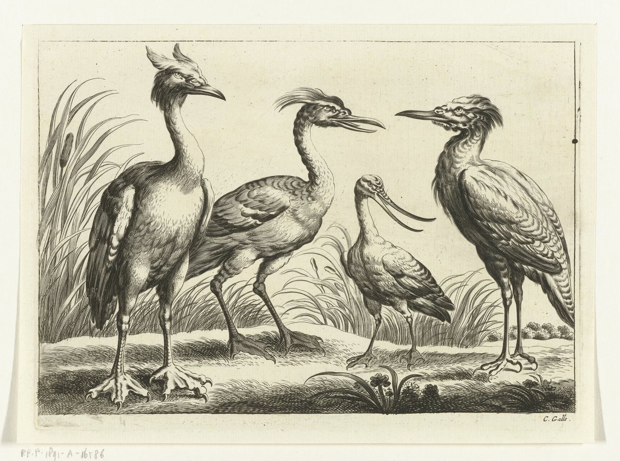 Quatro aves pernaltas Espécies Diverversarum avium (título da série) Pássaros diferentes (título da série) de Peter van Liesebetten