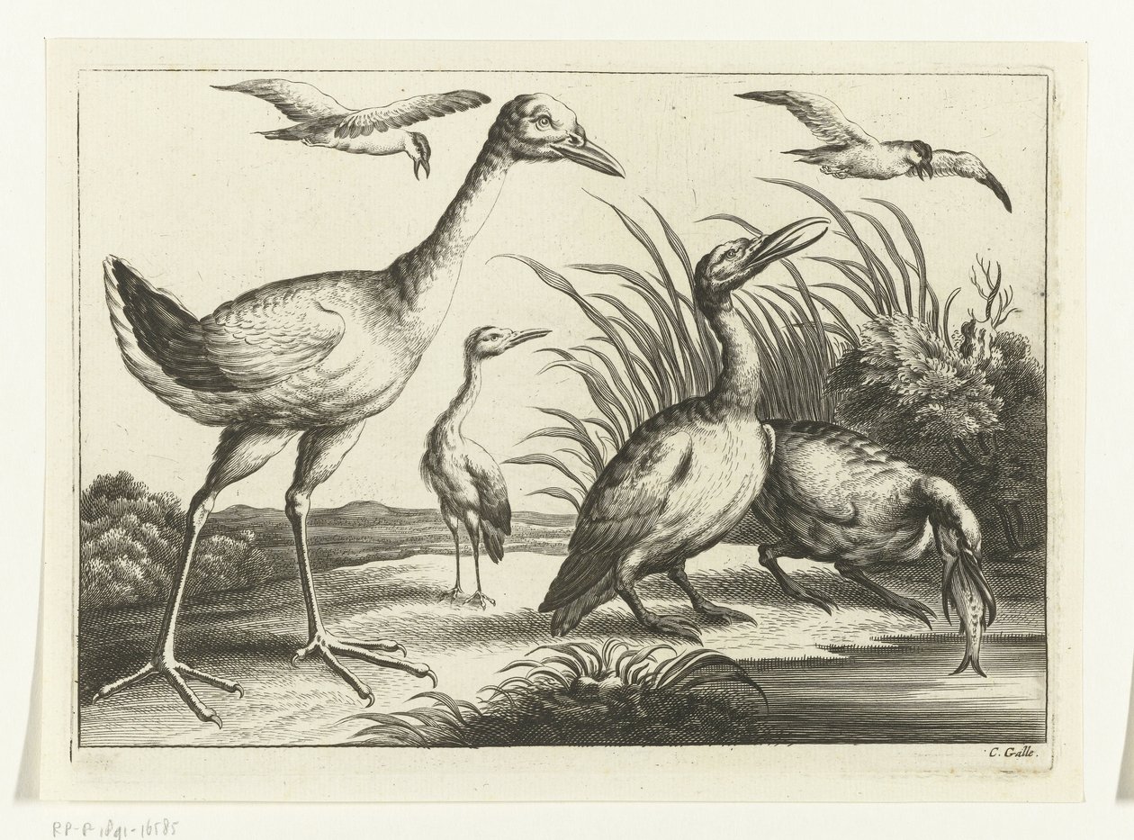 Aves aquáticas
Diversarum avium species (título da série)
Várias aves (título da série) de Peter van Liesebetten