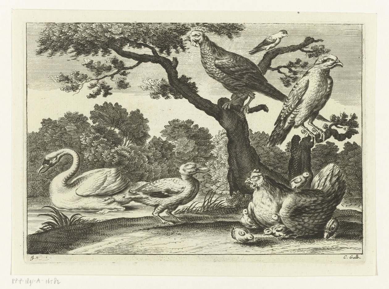 Cisne, frango com pintinhos e outros pássaros Espécies Diverversarum avium (título da série) Pássaros diferentes (título da série) de Peter van Liesebetten