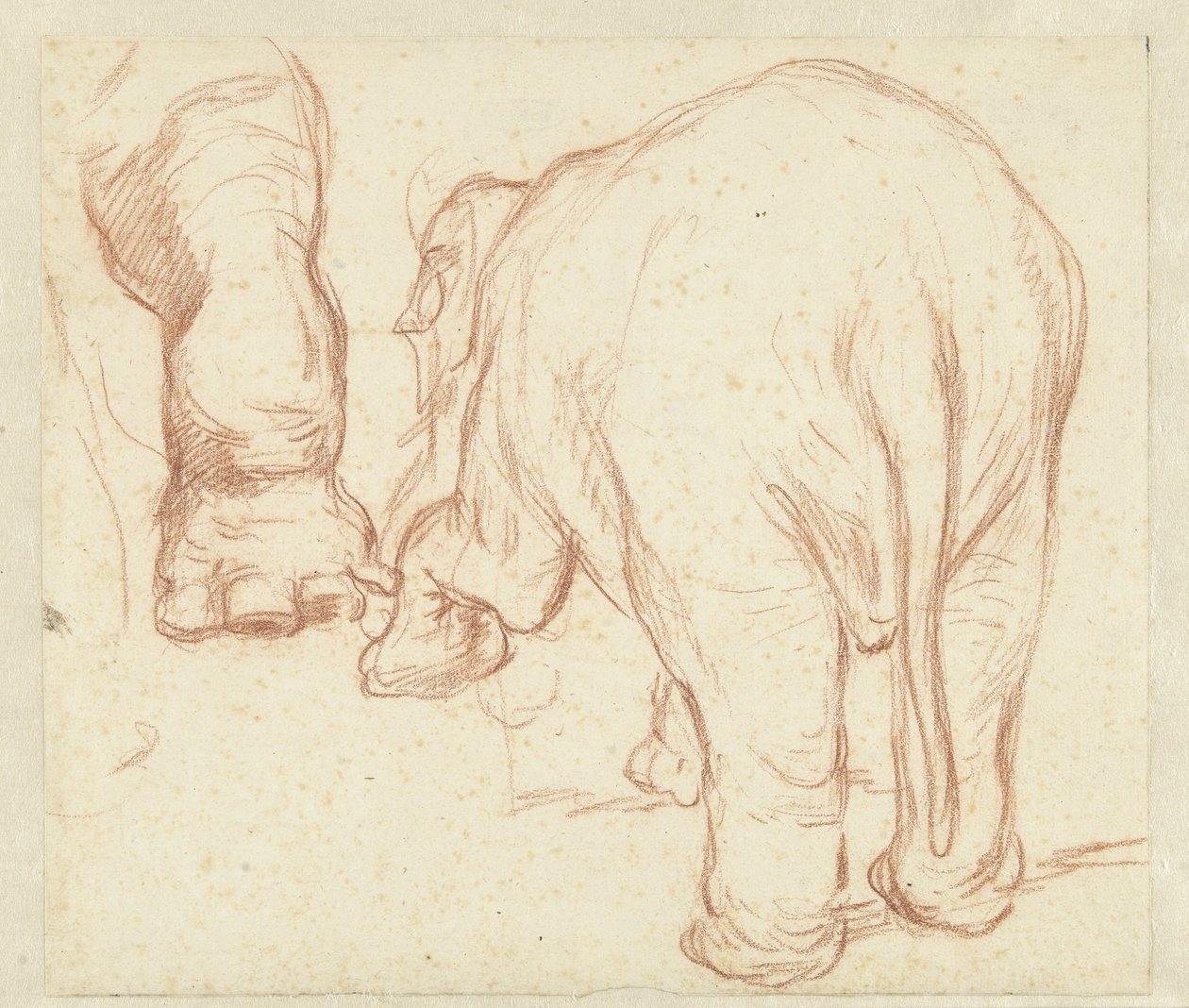Elefante em pé, por trás, e uma perna de Petrus Camper
