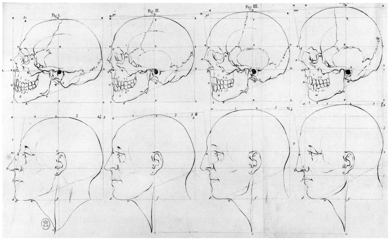 Transição do macaco para Apolo, ilustração da &39;Dissertação sobre as variedades naturais que caracterizam a fisionomia&39;, de H. Jansen, Paris, publicada em 1791 de Petrus Camper