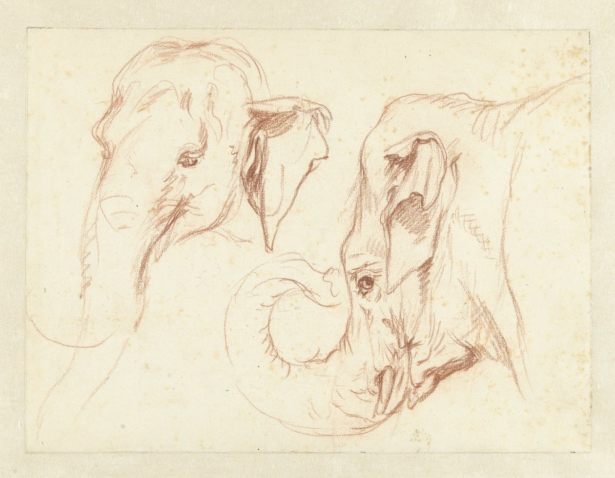 Dois Esboços da Cabeça de um Elefante de Petrus Camper