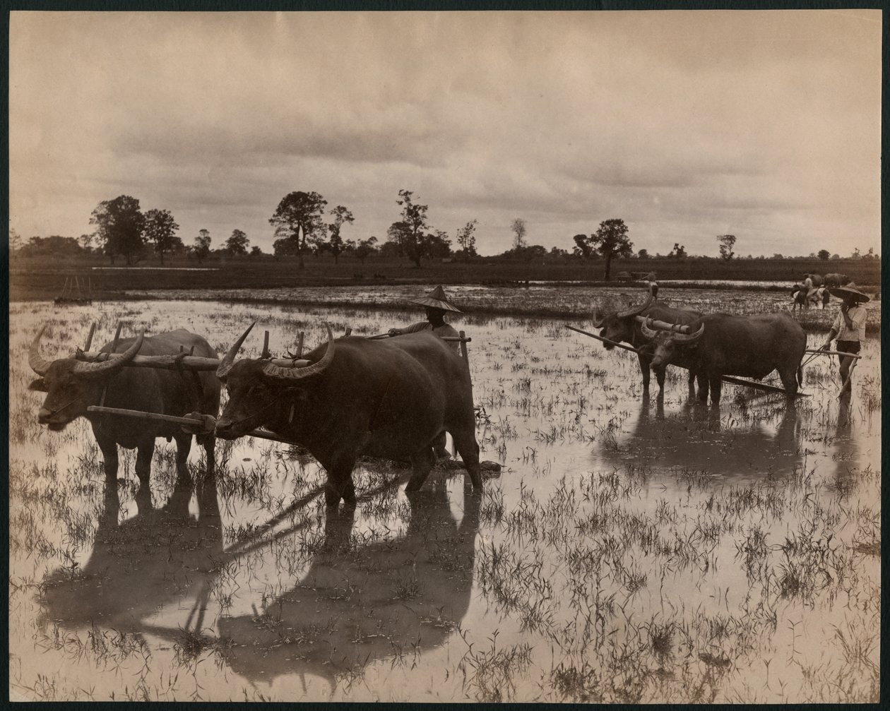 Trabalho agrícola, c.1880 (impressão de albume) de Philip Adolphe Klier