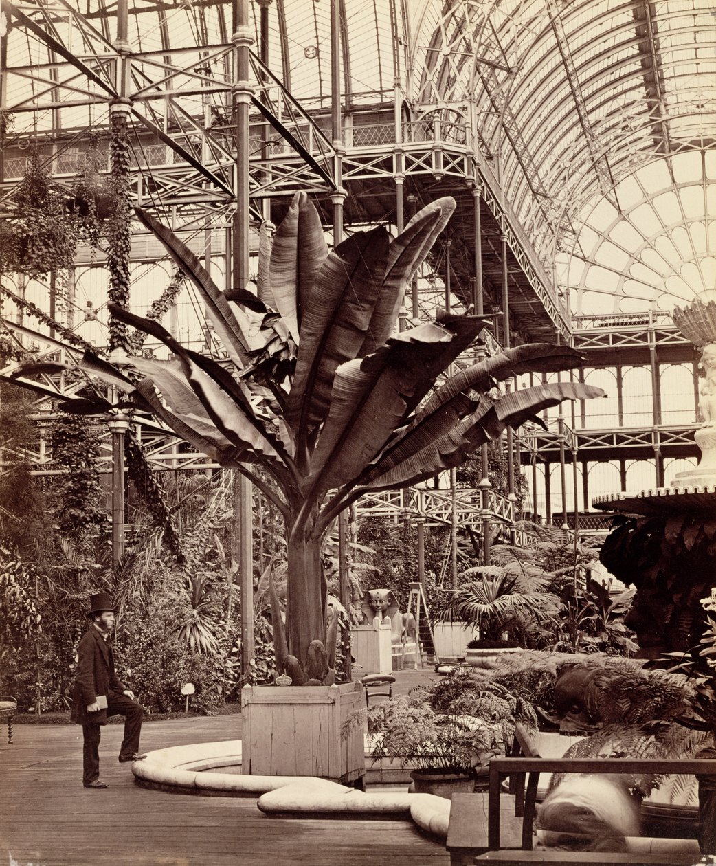 Plantas Tropicais na Sala Egípcia, Crystal Palace, Sydenham, 1854 de Philip Henry Delamotte