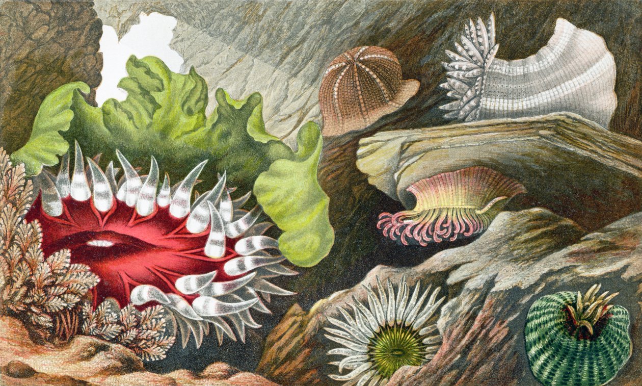 The Gem Pimplet, o Glaucus Pimplet e o Red Speckled Pimplet, prato IV da &39;Actinologia Britânica: Uma História das Anêmonas e Corais Britânicos&39;, 1860 (cromolitho) de Philip Henry Gosse