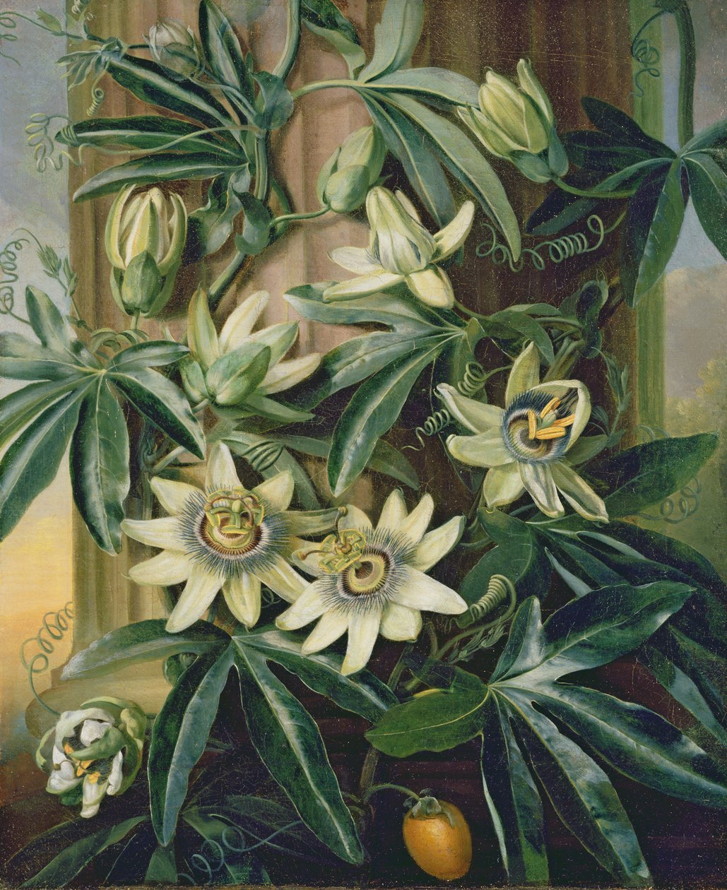 Flor azul da paixão para o "templo da flora" por Robert Thornton, 1800 de Philip Reinagle