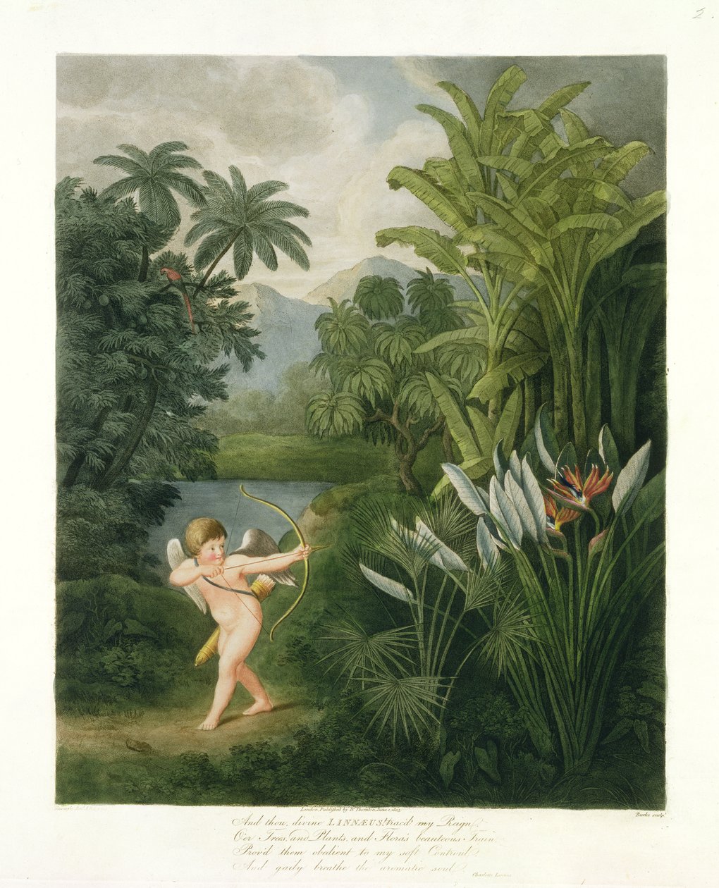 Ajardine com o Cupid que aponta uma seta em uma flor do papagaio ou da rainha, "do templo da flora" por Robert Thornton, gravado por Burke, bar. 1803 de Philip Reinagle