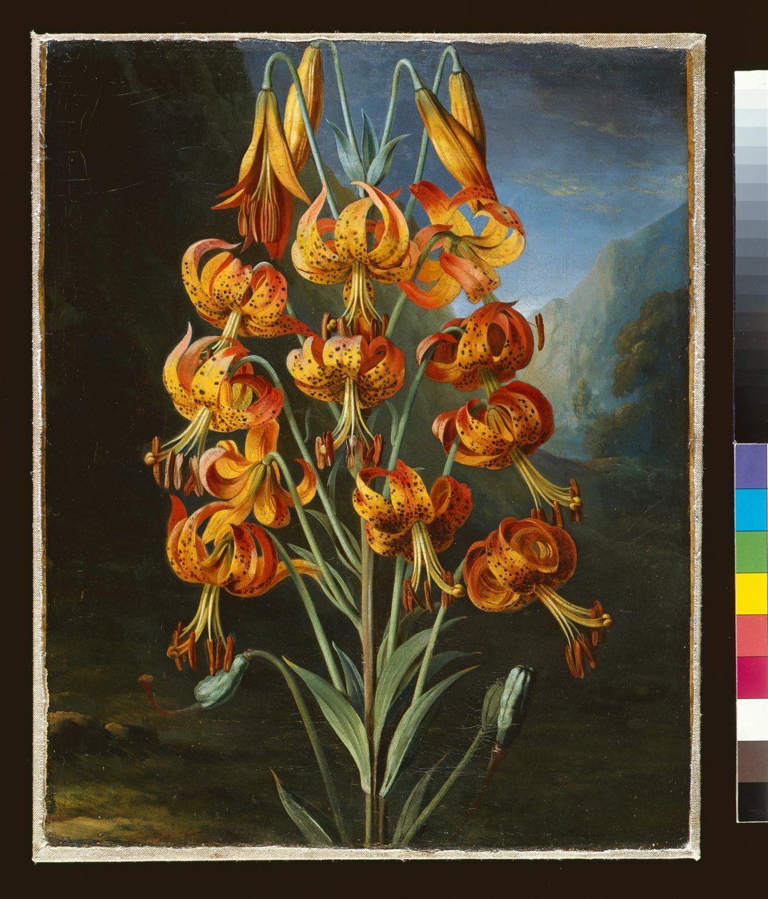 Lilium Superbum, pintado por RJ Thorntons `Templo da Flora, c.1798 de Philip Reinagle
