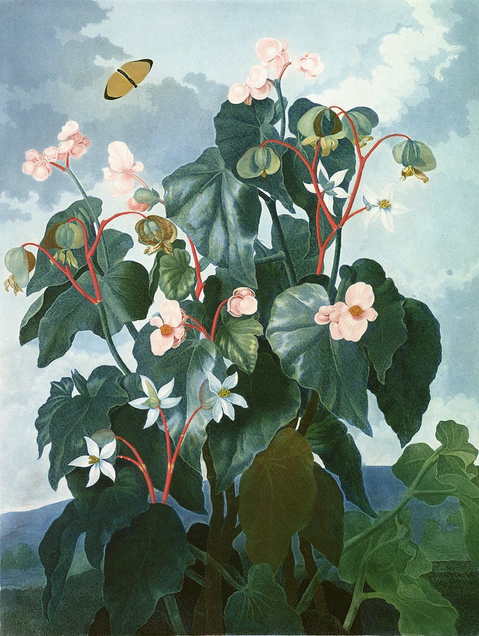 A begônia de folhas oblíquas, gravada por Caldwell, de "The Temple of Flora", de Robert Thornton, pub. 1800 de Philip Reinagle