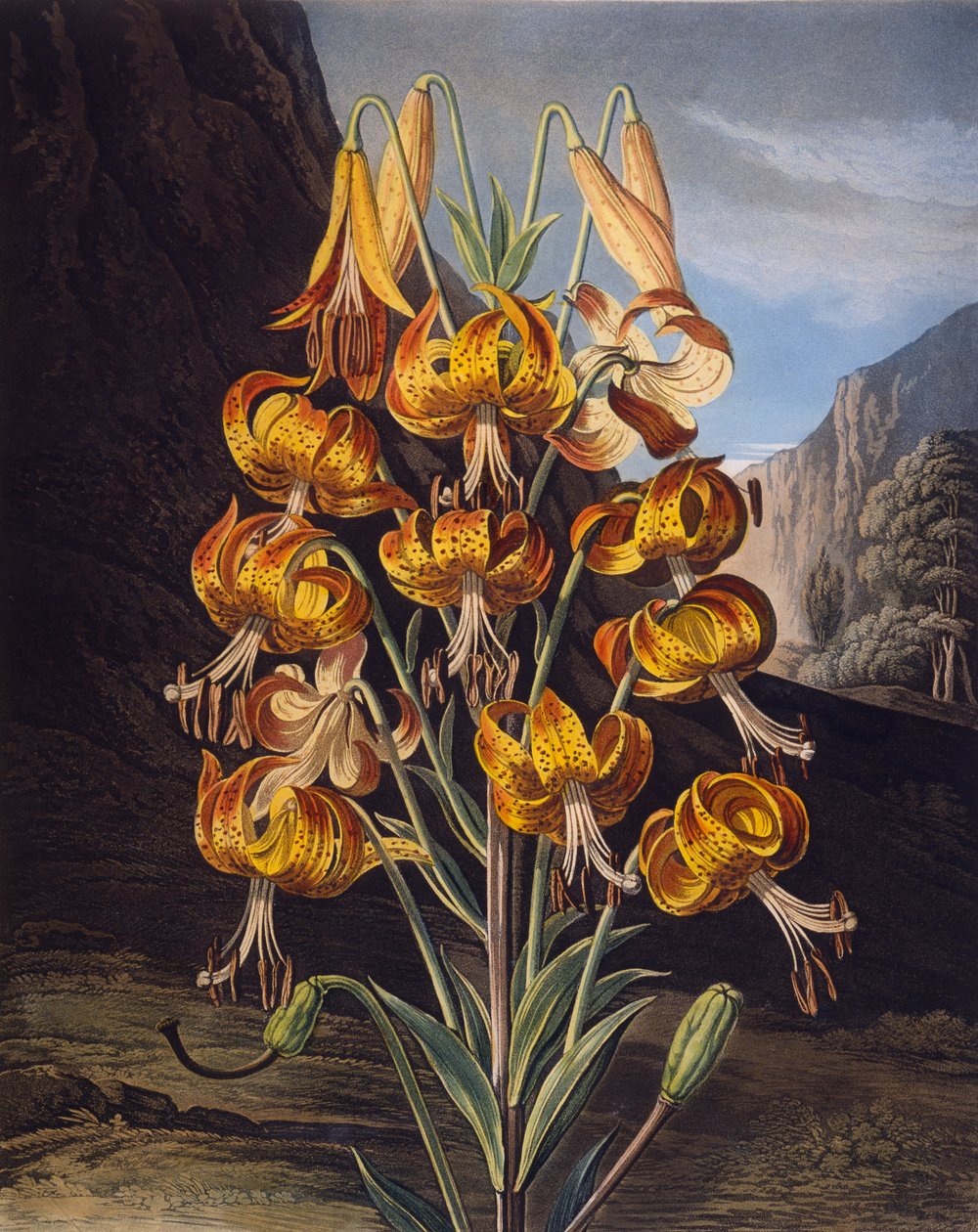 O soberbo lírio, de "The Temple of Flora", de Robert Thornton, gravado por Richard Earlom (1743-1822), publicou 1799 (gravura colorida) de Philip Reinagle