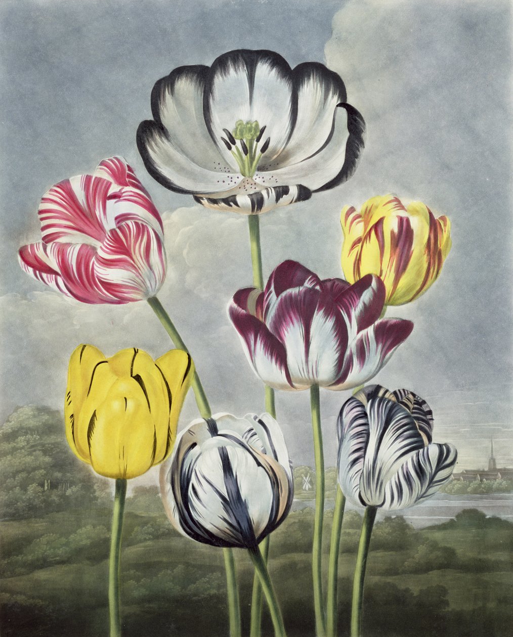 Tulipas, gravadas por Earlom, de "O Templo da Flora", de Thornton, 1807 de Philip Reinagle