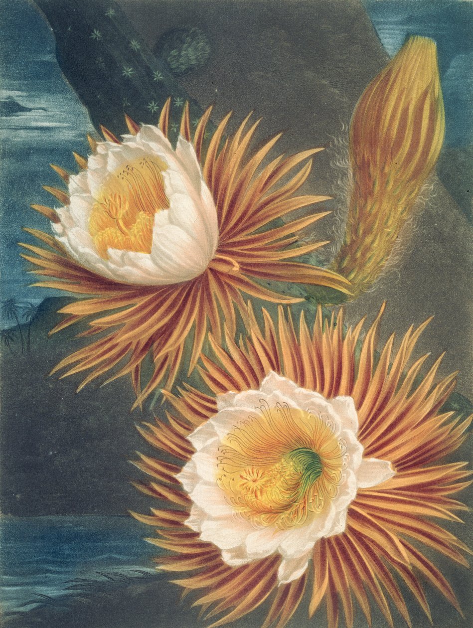 O Cereus Noturno, do Templo da Flora, de Robert Thornton, publicado em 1812 de Philip after Reinagle