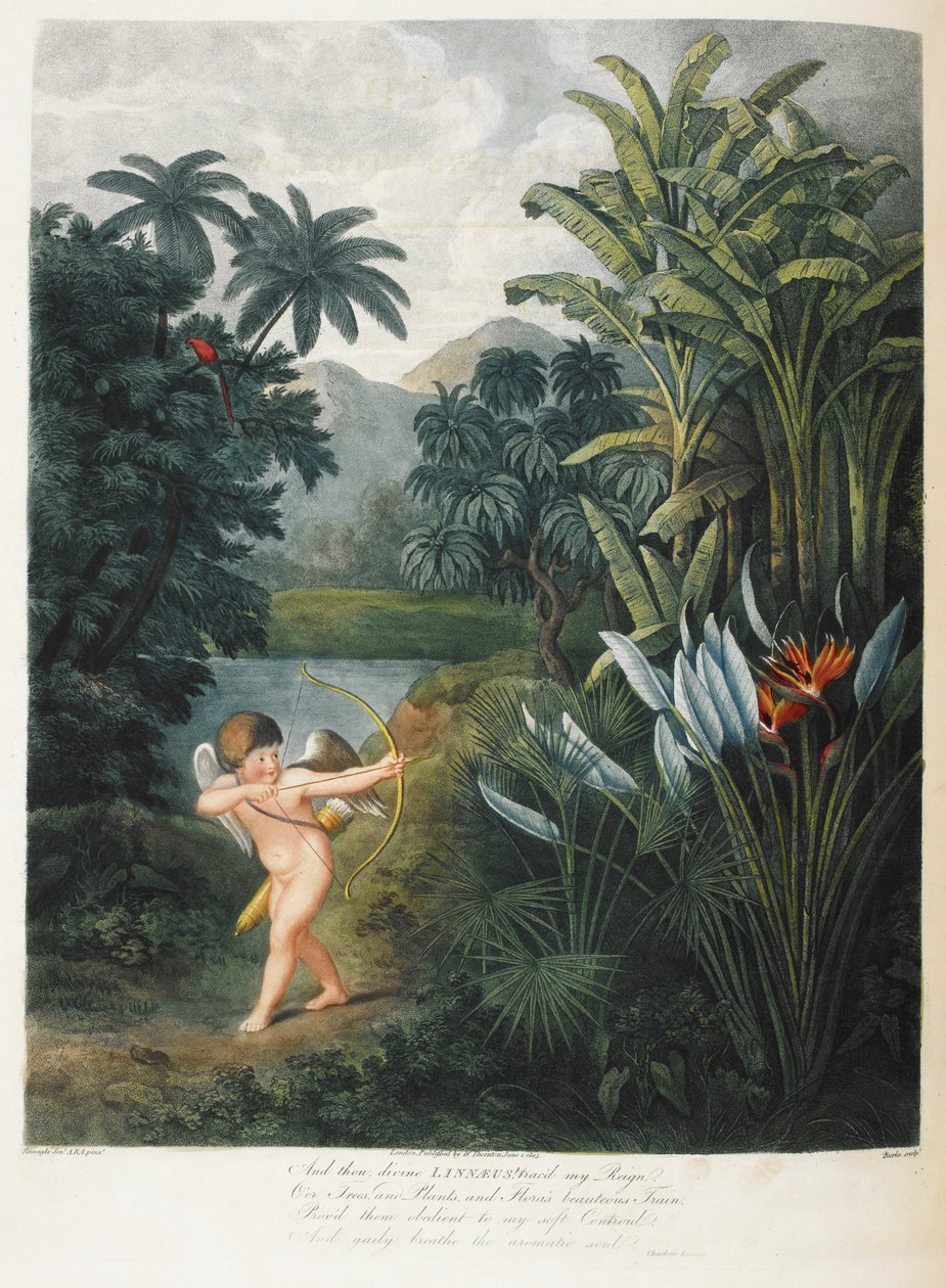 Cupido inspirando plantas com amor. de Philip (after) Reinagle
