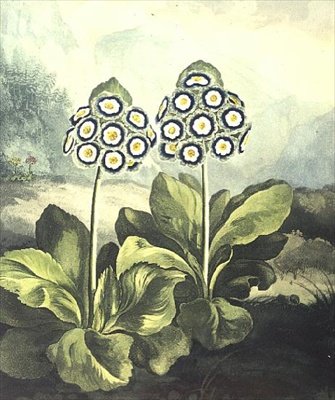 Primrose: Primula auricula, gravada por Sutherland, do "Templo da Flora" de Robert Thornton, 1807 de Philip (after) Reinagle