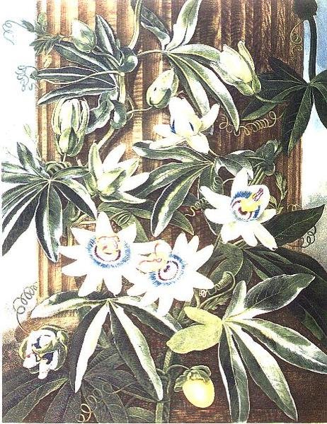 The Blue Passion Flower, gravado por Caldwell, de 