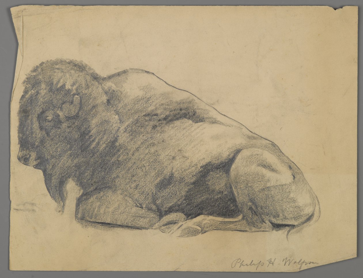 Bison (grafite no papel) de Philip H. Wolfrom