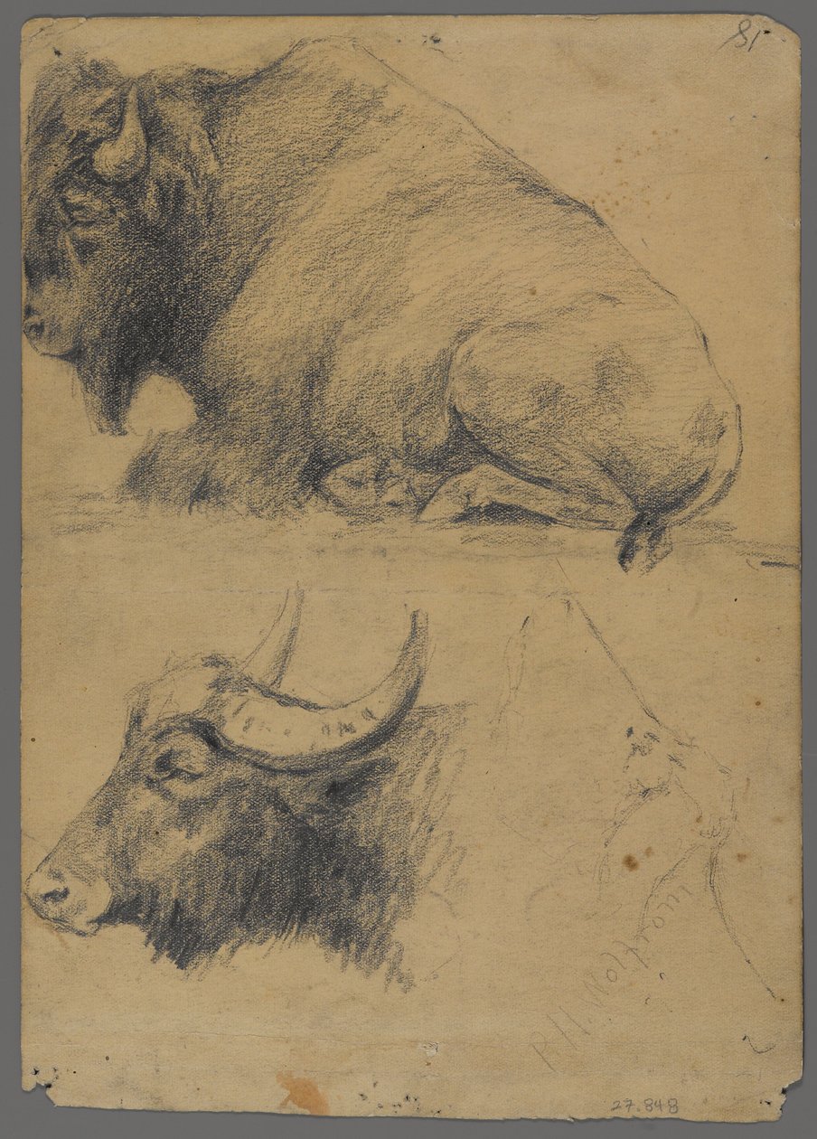 Bison e cabeça de búfalo de água (grafite no papel) de Philip H. Wolfrom