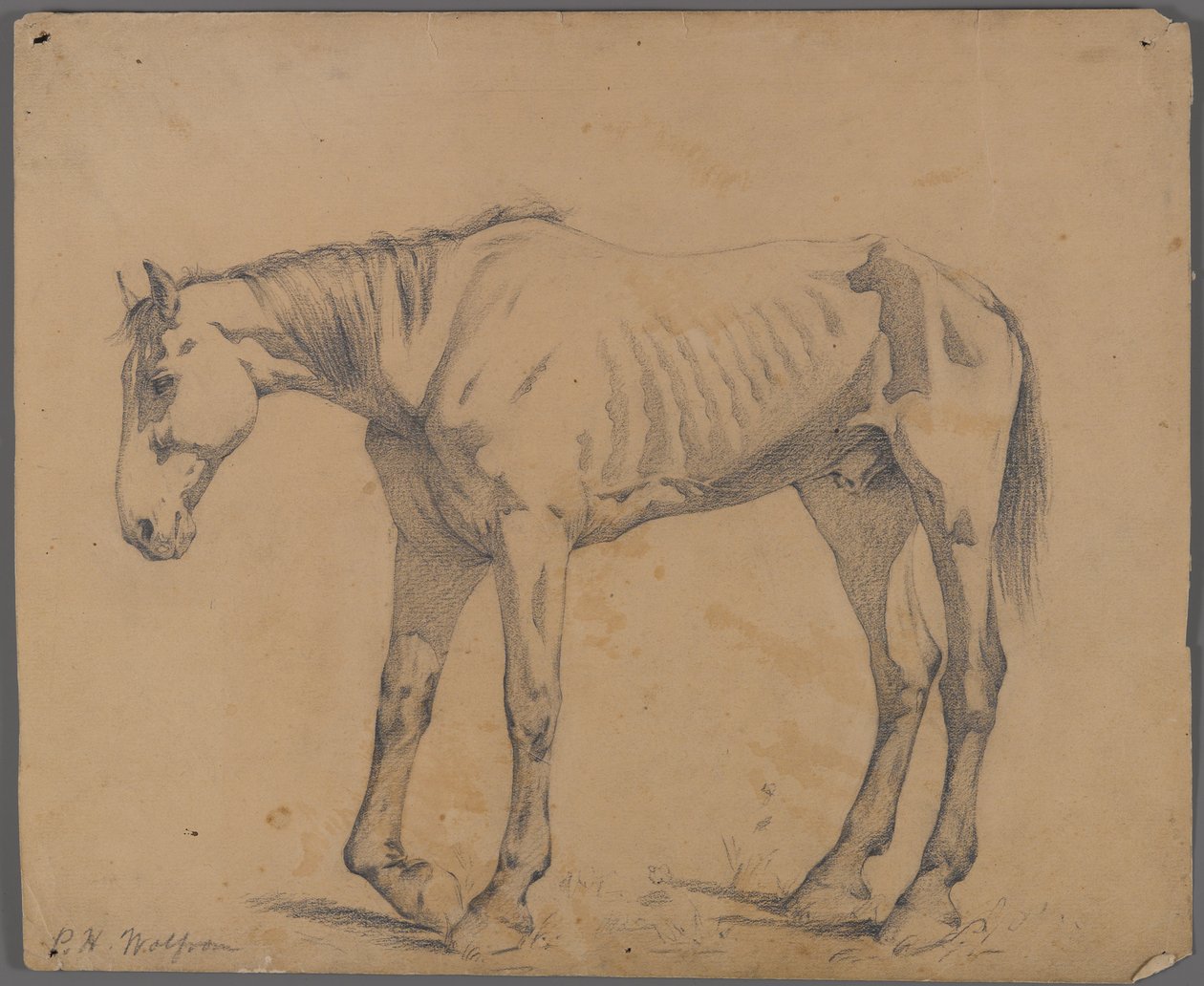 Cavalo (grafite sobre papel) de Philip H. Wolfrom