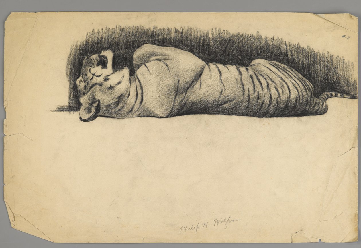 Tigre Adormecido (carvão sobre papel) de Philip H. Wolfrom
