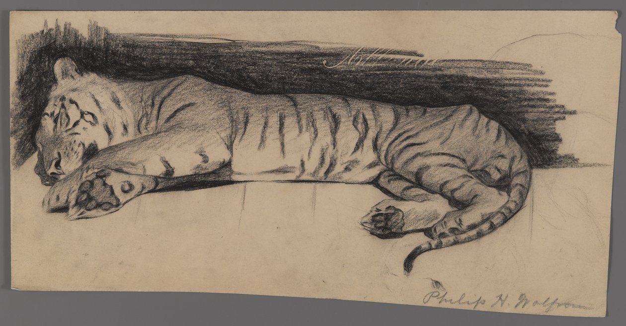 Tigre Adormecido (carvão sobre papel) de Philip H. Wolfrom