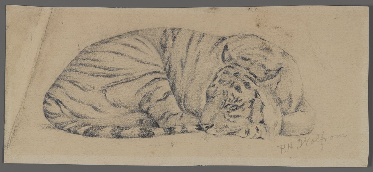 Tigre Adormecido (grafite sobre papel) de Philip H. Wolfrom