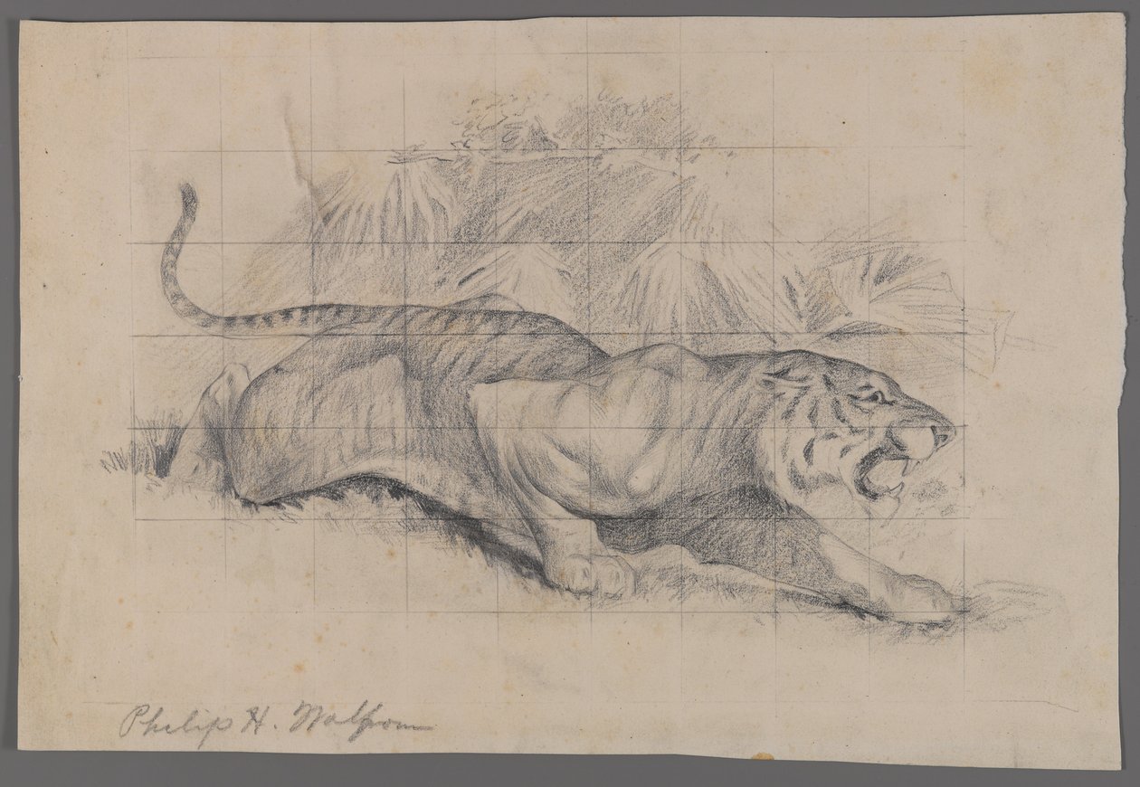 Tigre na paisagem (grafite no papel) de Philip H. Wolfrom