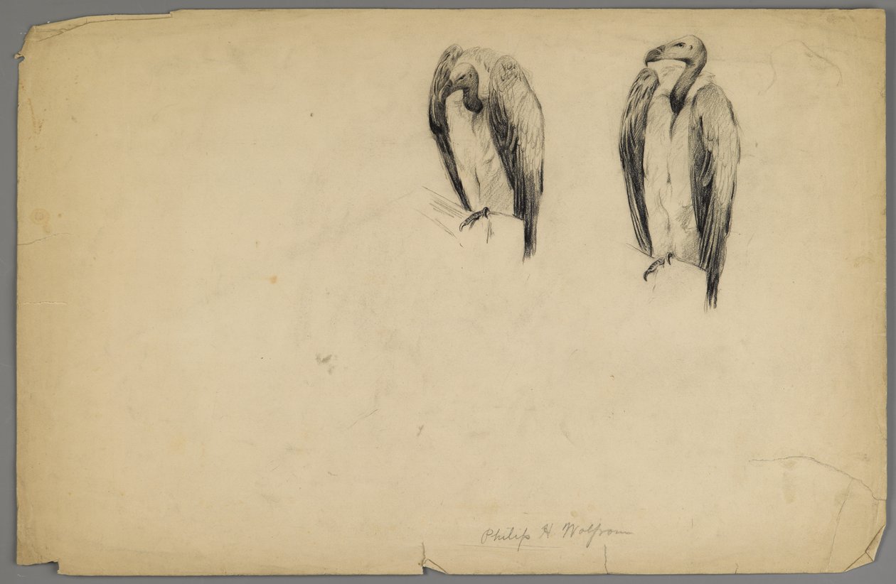 Abutres (carvão sobre papel) de Philip H. Wolfrom