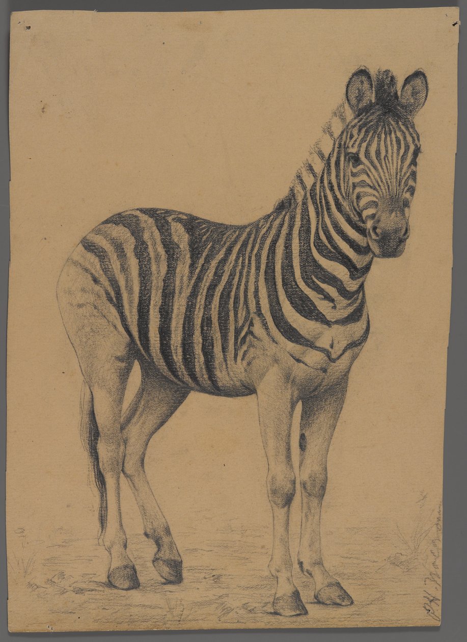 Zebra (grafite no papel) de Philip H. Wolfrom