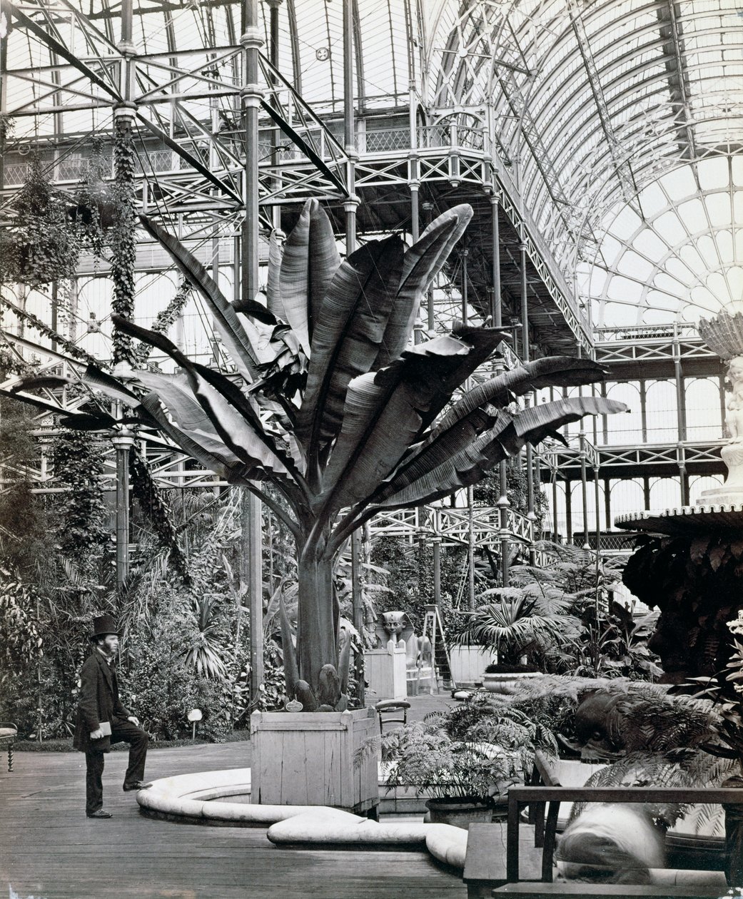 Plantas tropicais na Sala Egípcia, Crystal Palace, Sydenham, Londres, 1854 de Philip Henry Delamotte