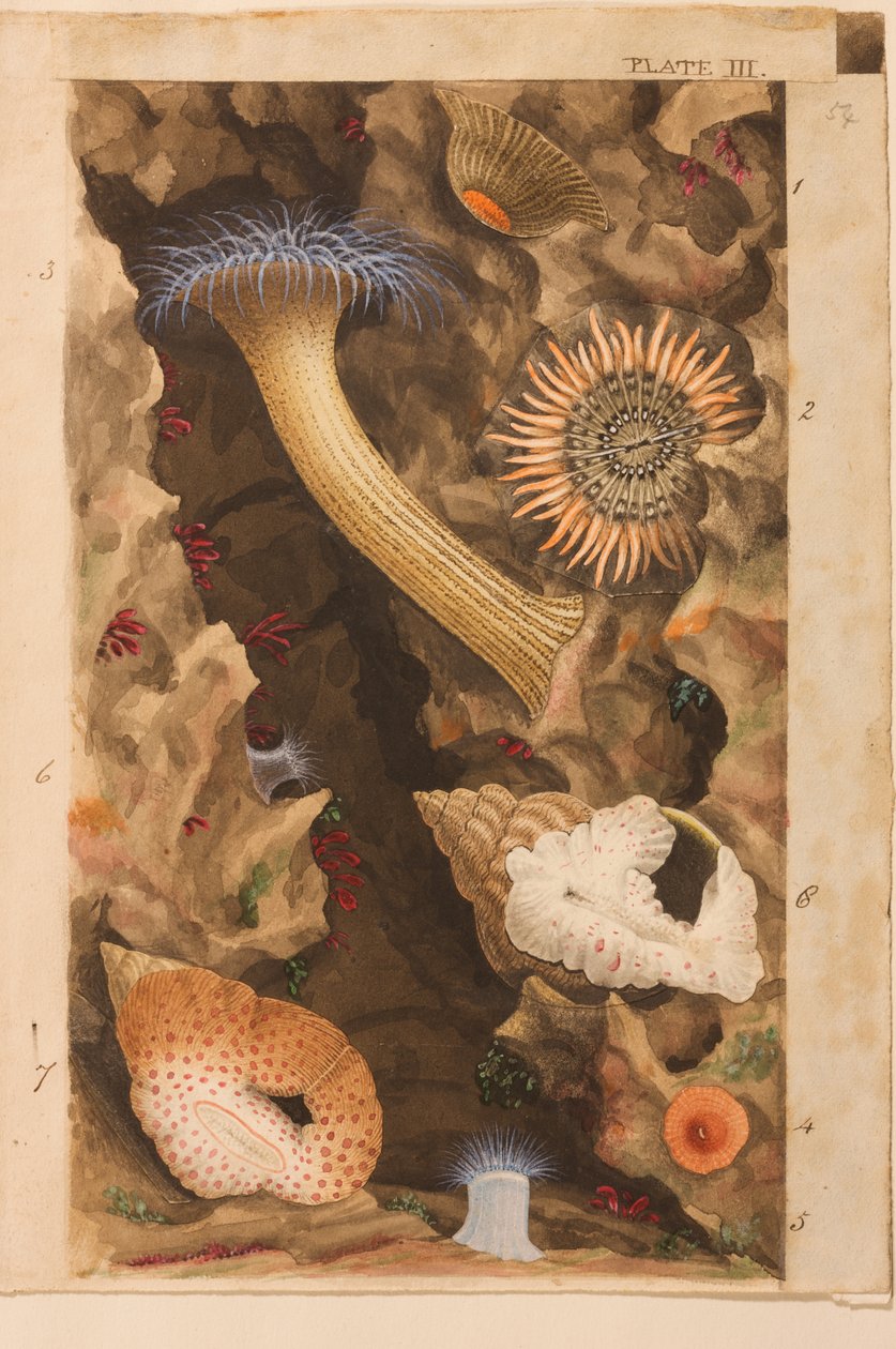 Ilustração III, estudo para &39;Actinologia Britannica: Uma História das Anémonas e Corais Britânicos&39;, c.1858-60 (grafite, wc e guache sobre papel) de Philip Henry Gosse