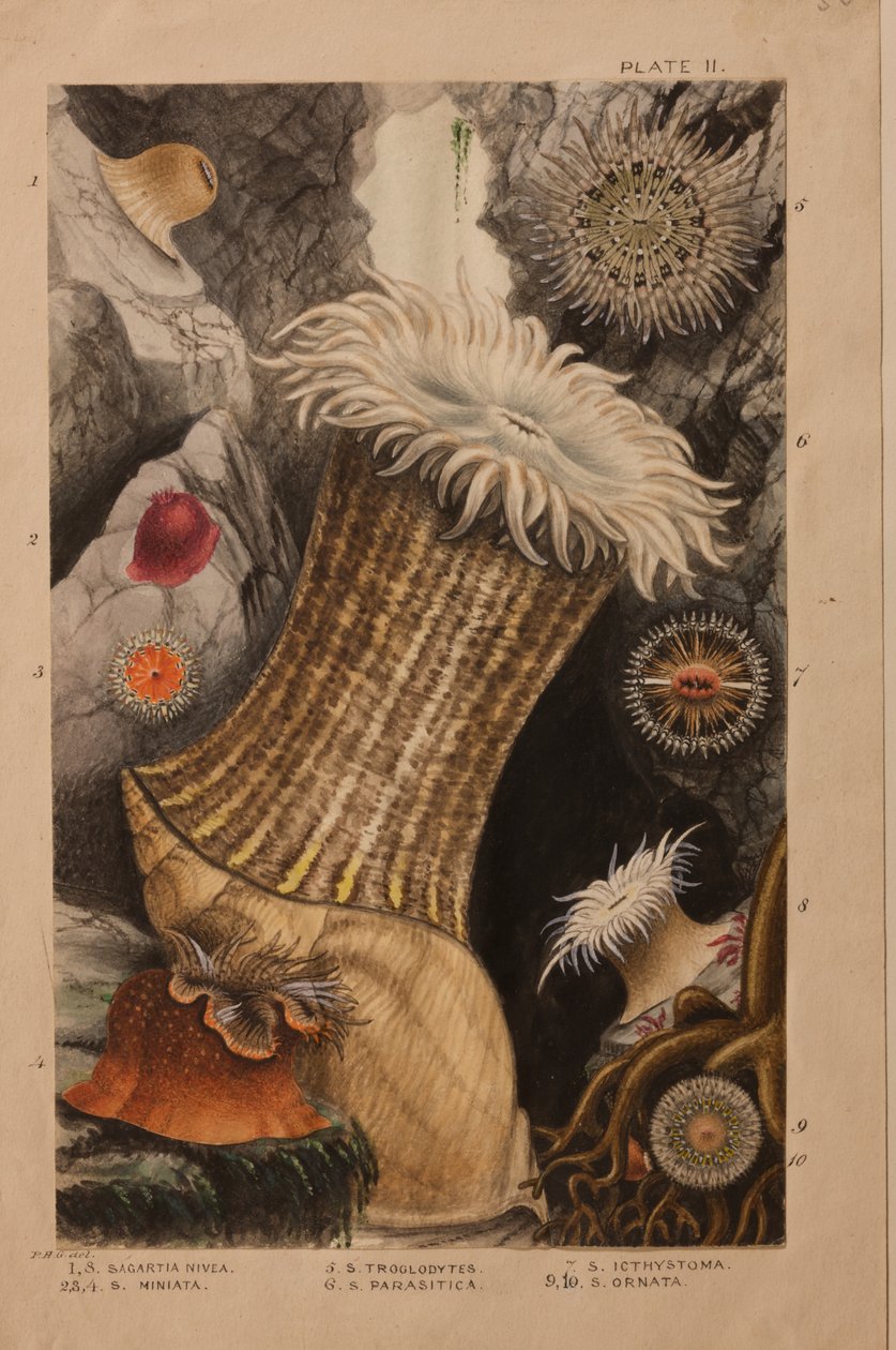 Ilustração II, estudo para &39;Actinologia Britannica: Uma História das Anémonas e Corais Britânicos&39;, c.1858-60 (grafite, wc e guache sobre papel) de Philip Henry Gosse