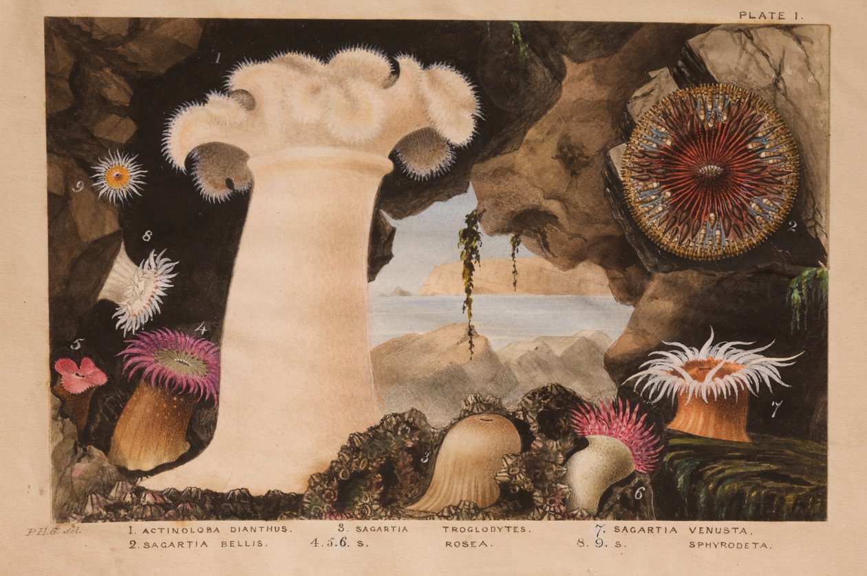 Ilustração I, estudo para &39;Actinologia Britannica: Uma História das Anémonas e Corais Britânicos&39;, c.1858-60 (grafite, wc e guache sobre papel) de Philip Henry Gosse