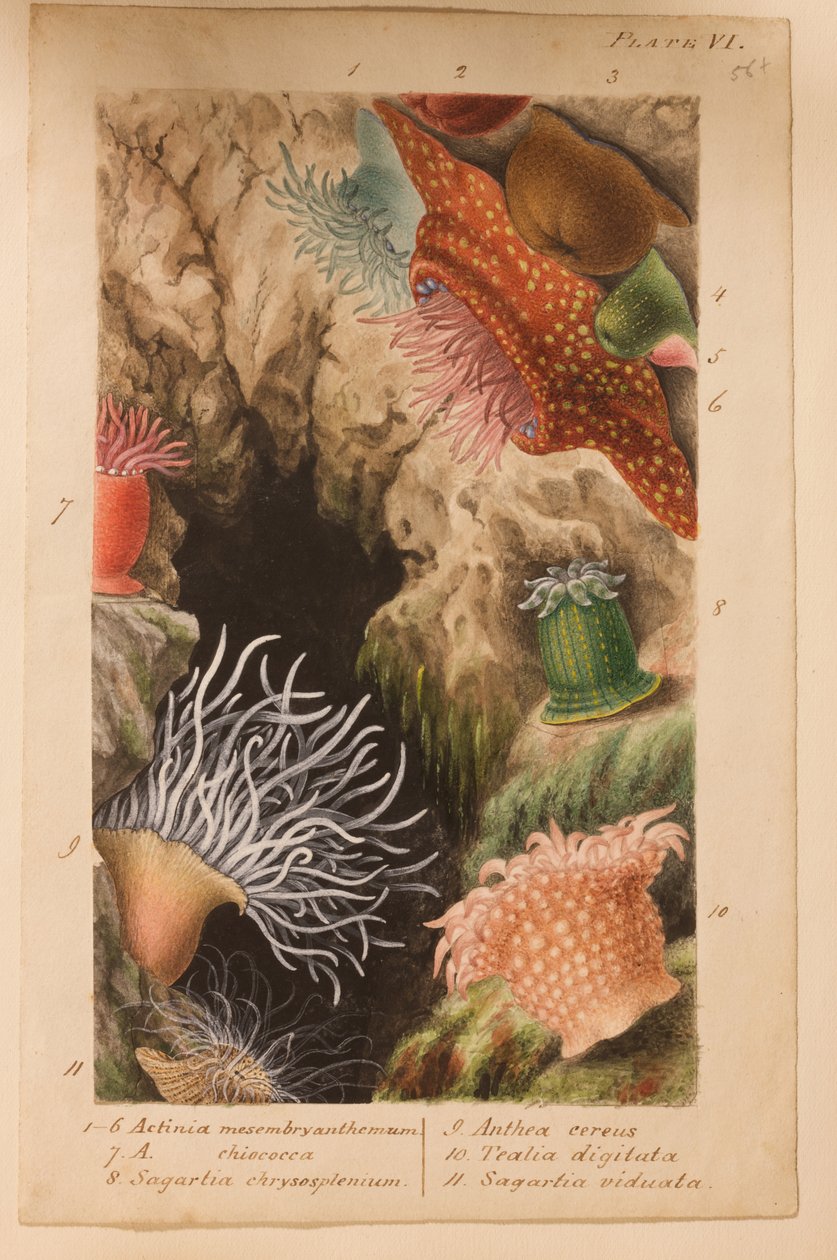 Placa VI, estudo para &39;Actinologia Britannica: Uma História das Anémonas e Corais Britânicos&39;, c.1858-60 (grafite, wc e guache sobre papel) de Philip Henry Gosse