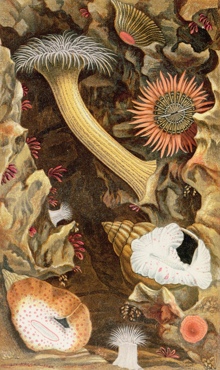 Anêmonas Trancadas de Cobra, placa III de &39;Actinologia Britannica: Uma História das Anêmonas e Corais Britânicos&39;, 1860 (chromolitho) de Philip Henry Gosse