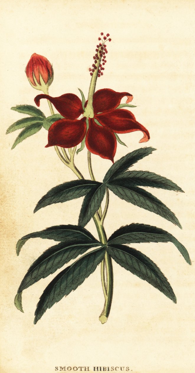 Turkcap, Malvaviscus arboreus.,1800 (gravura) de Philip Miller