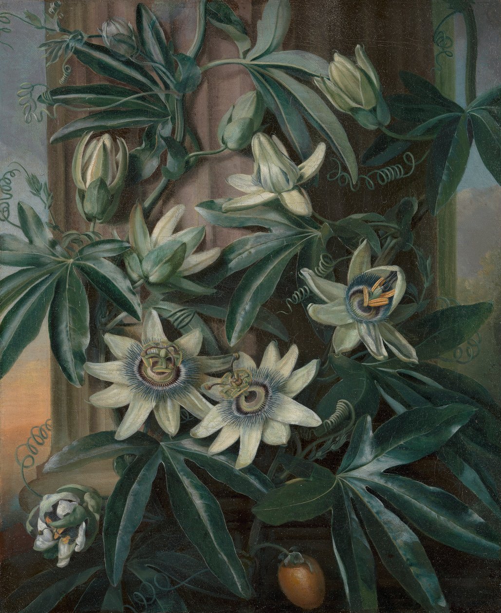 The Blue Passion Flower, para Robert John Thornton