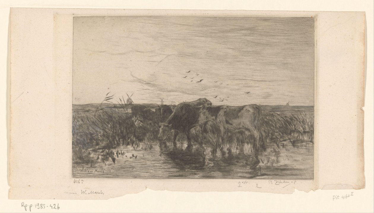 Vacas perto da água em um prado Vaches au bord de l