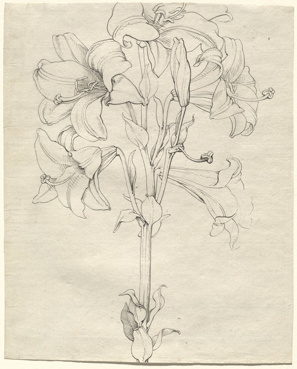 Um talo de lírios com seis flores de Philipp Otto Runge