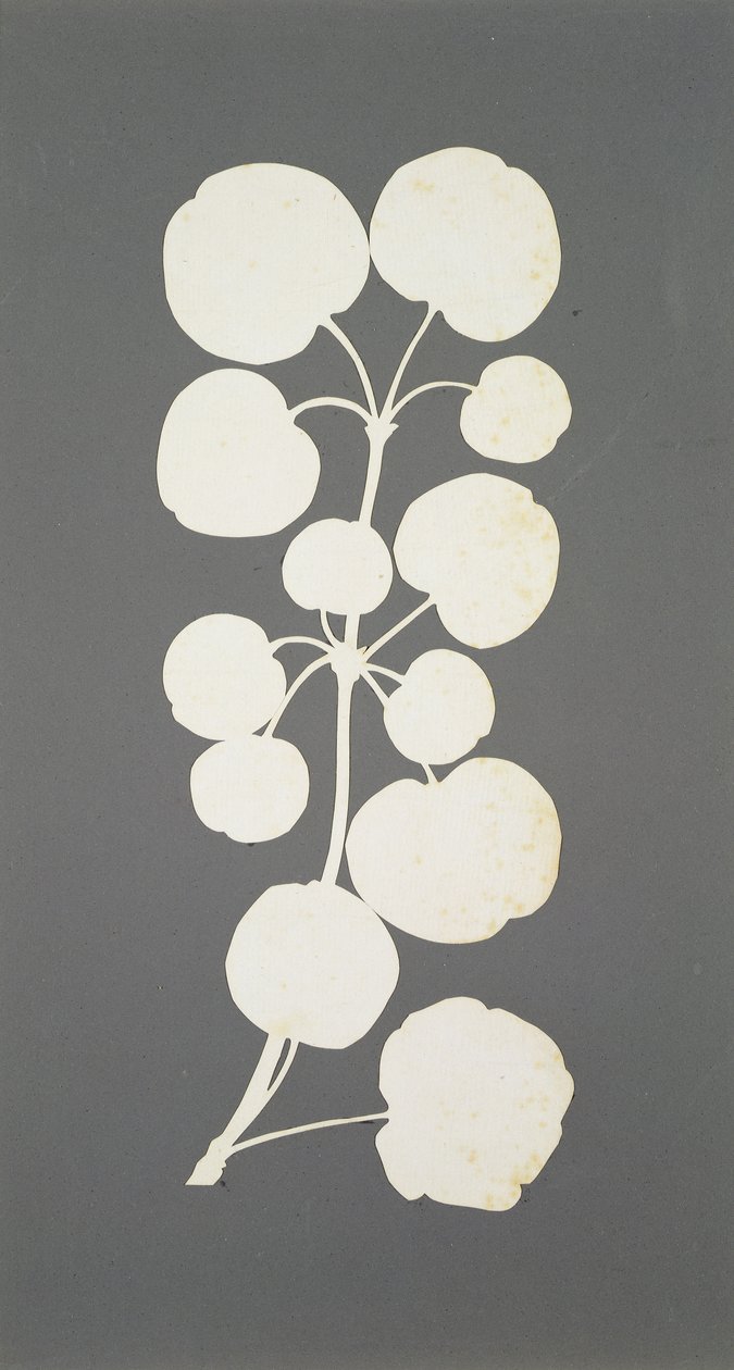 Pimenta caiena (colagem sobre papel) de Philipp Otto Runge