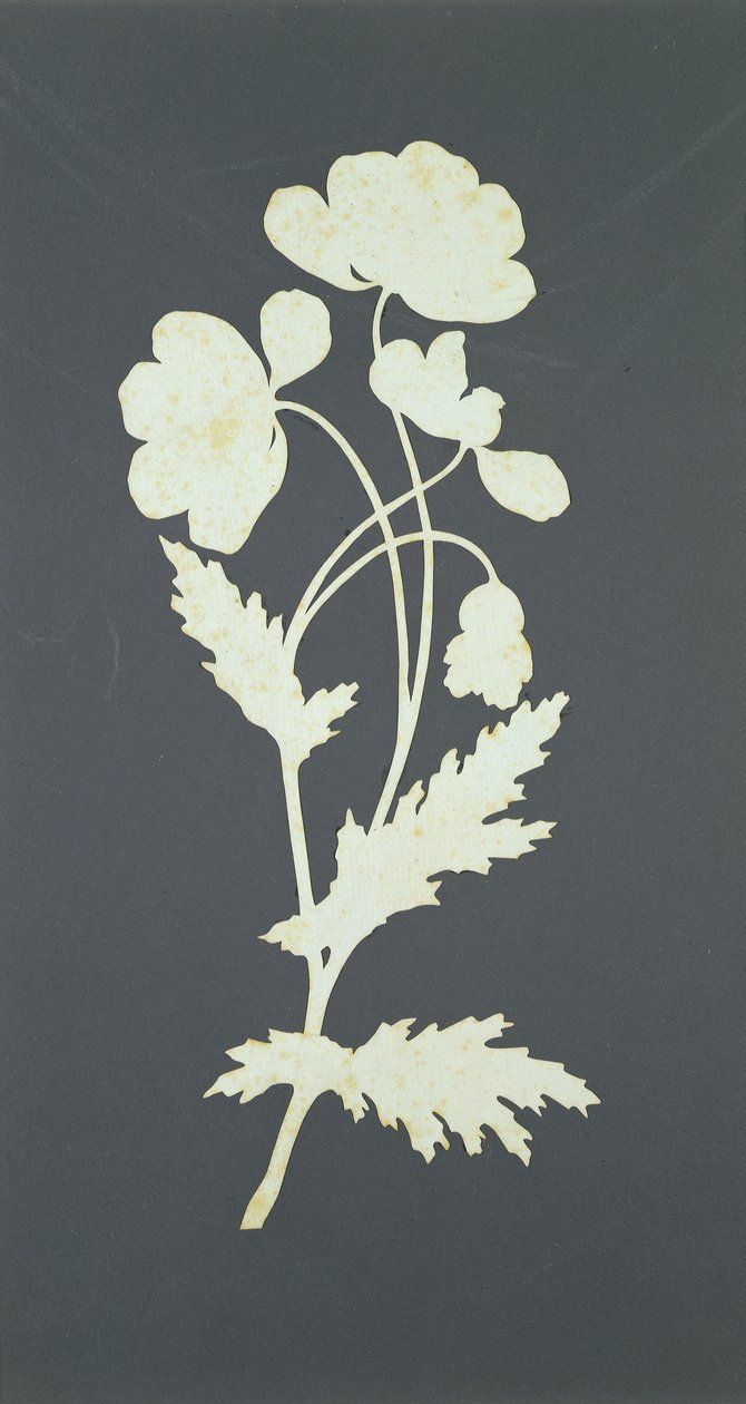 Flor (colagem sobre papel) de Philipp Otto Runge