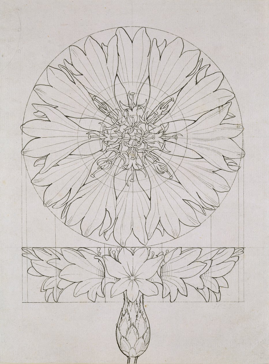 Estudo para uma centáurea, 1808 (caneta e tinta no papel) de Philipp Otto Runge