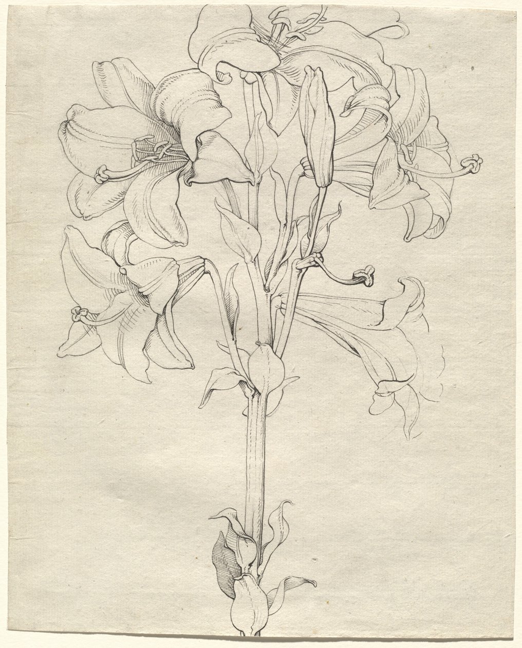 Um talo de lírios com seis flores de Philipp Otto Runge